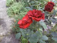 Noname4.webp