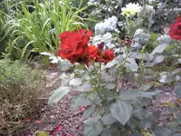 Noname4_Habitus.webp