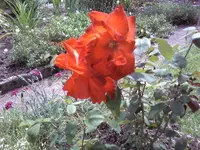 Noname5.webp