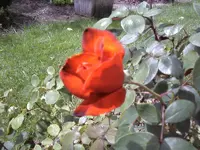 Noname5_Blüte.webp