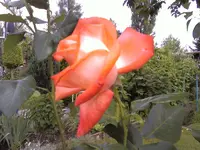 Rose2 vor Pflaume.webp