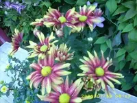 JD500001.webp