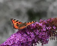 Kleiner Fuchs auf Sommerflieder.webp