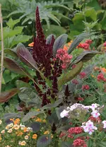 Unbekannte rote Kerzenpflanze.webp
