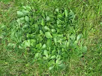 rasen 001.webp