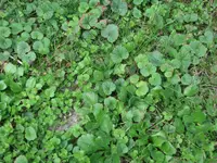 rasen 003.webp