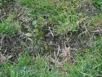 rasen 004.webp