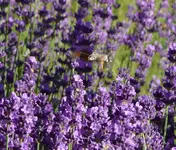 Taubenschwänzchen1.webp