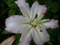 Lilie weiss.webp
