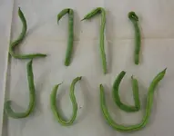 2009  Garten -7-4-3  gn B Alphabet 237-1.webp