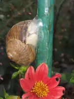 garten 09 003.webp