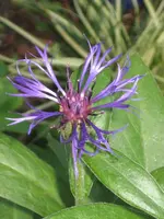 garten 09 008.webp