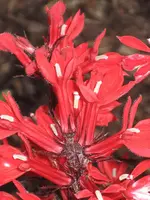 garten 09 010.webp