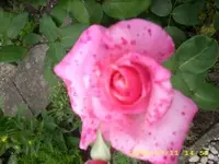 JD500198.webp