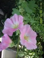 JD500264.webp