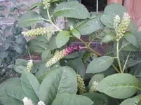 P7260012kl.webp