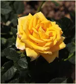 Zwergrosenblüte Kopie.webp