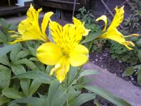 Inkalilie.webp