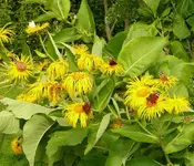 Schmetterlinge auf Alant kl..webp