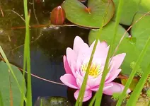 IMGP2705 - 2009-07-31 - seerose.webp