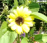 IMGP2706 2009-07-31 sonnenblume1.webp