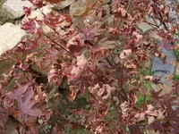 2009_08010001.webp