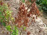 2009_08010008.webp
