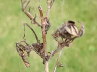 2009_08010006.webp