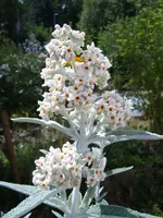 S4300002-1.webp