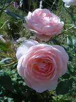 S4300008.webp