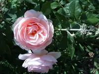 S4300009.webp