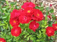 IMG_5608.webp