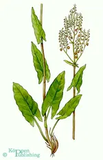 Sauerampfer.webp