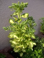 Fette_Henne_weiss.webp