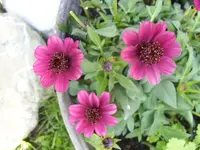 Schokoladenblume.webp