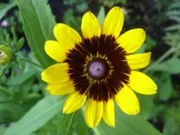 Sonnenhut_gelb 2.webp