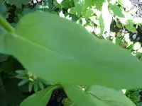Garten 1 August 016.webp