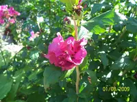 027.webp