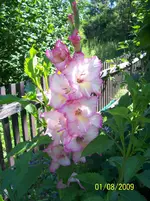 029.webp