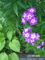 031.webp