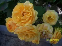 035.webp