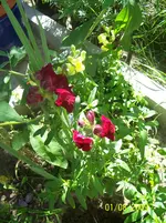 037.webp