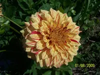 043.webp