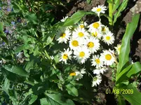 045.webp