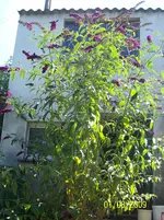 049.webp