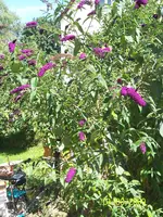 050.webp