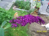 016.webp