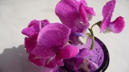 K800_Gemischtes 1054.webp