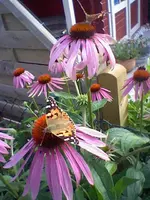 HNI_0039.webp