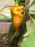Garten 003.webp